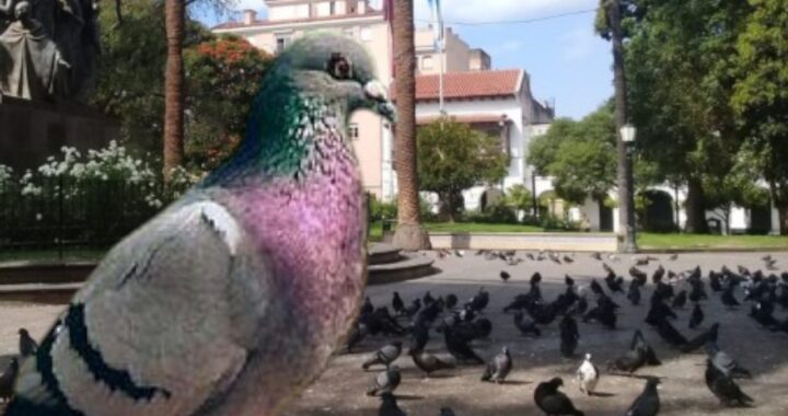 Palomas-Columbidae-Photoroom